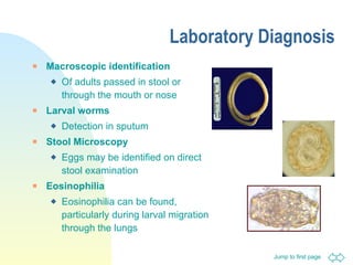 Laboratory Diagnosis Macroscopic identification Of adults passed in stool or through the mouth or nose Larval worms  Detection in sputum   Stool Microscopy   Eggs may be identified on direct stool examination Eosinophilia Eosinophilia can be found, particularly during larval migration through the lungs 