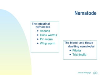 Nematode The intestinal nematodes Ascaris Hook worms Pin worm Whip worm The blood- and tissue dwelling nematodes Filaria Trichinella  