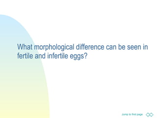 What morphological difference can be seen in fertile and infertile eggs? 