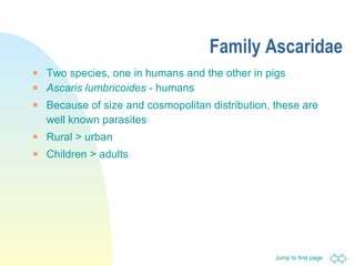 Family Ascaridae Two species, one in humans and the other in pigs Ascaris lumbricoides  - humans Because of size and cosmopolitan distribution, these are well known parasites Rural > urban Children > adults 