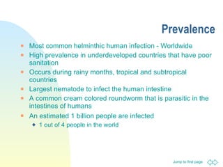 Prevalence Most common helminthic human infection - Worldwide High prevalence in underdeveloped countries that have poor sanitation Occurs during rainy months, tropical and subtropical countries Largest nematode to infect the human intestine A common cream colored roundworm that is parasitic in the intestines of humans An estimated 1 billion people are infected   1 out of 4 people in the world 