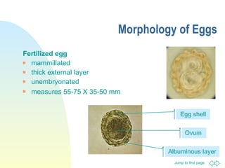Morphology of Eggs Fertilized egg mammillated  thick external layer  unembryonated  measures 55-75 X 35-50 mm   Albuminous layer Egg shell Ovum  