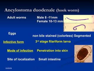 03/05/09
Adult worms Male 8 -11mm
Female 10-13 mm
Eggs
non bile stained (colorless) Segmented
Infective form 3rd
stage filariform larva
Mode of infection Penetration into skin
Site of localization Small intestine
Ancylostoma duodenale
Ancylostoma duodenale (hook worm)
(hook worm)
 