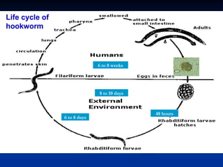 48 hours
6 to 8 days
6 to 8 weeks
8 to 10 days
Life cycle of
hookworm
 