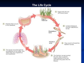 The Life Cycle
 