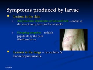 03/05/09
Symptoms produced by larvae
Symptoms produced by larvae
 Lesions in the skin:
Lesions in the skin:
1.
1. Ancylostome dermatitis or Ground itch
Ancylostome dermatitis or Ground itch – occurs at
– occurs at
the site of entry, lasts for 2 to 4 weeks
the site of entry, lasts for 2 to 4 weeks
2.
2. Creeping eruption
Creeping eruption – reddish itchy
– reddish itchy
papule along the path traversed by
papule along the path traversed by
filariform larvae (
filariform larvae (larva migrans
larva migrans)
)
 Lesions in the lungs
Lesions in the lungs – bronchitis &
– bronchitis &
bronchopneumonia.
bronchopneumonia.
 