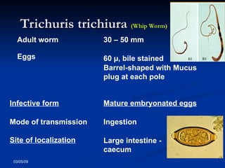 03/05/09
Trichuris trichiura
Trichuris trichiura (Whip Worm)
(Whip Worm)
Adult worm 30 – 50 mm
Eggs 60 µ, bile stained
Barrel-shaped with Mucus
plug at each pole
Infective form Mature embryonated eggs
Mode of transmission Ingestion
Site of localization Large intestine -
caecum
 