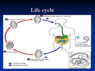 03/05/09 Dr Ekta, Microbiology
Life cycle
Life cycle
 