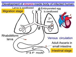 Development of Ascaris inside body of infected human
Venous circulation
Adult Ascaris in
small intestine
Migration stage
Intestinal stage
Rhabditiform
larva
Larva is swallowed Embryonated egg
is swallowed
2nd
moult
3rd
& 4th
moults
 