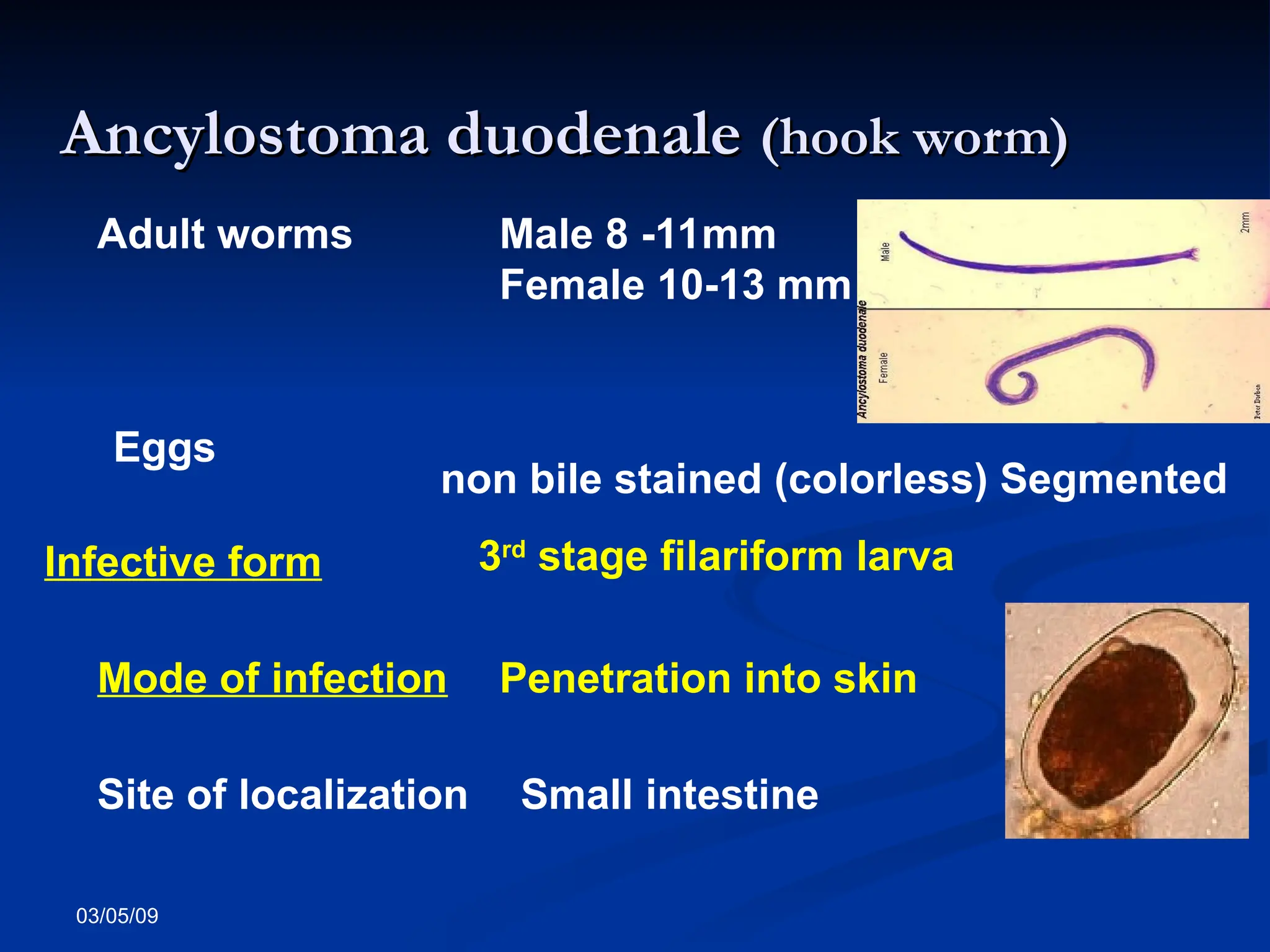 03/05/09
Adult worms Male 8 -11mm
Female 10-13 mm
Eggs
non bile stained (colorless) Segmented
Infective form 3rd
stage filariform larva
Mode of infection Penetration into skin
Site of localization Small intestine
Ancylostoma duodenale
Ancylostoma duodenale (hook worm)
(hook worm)
 