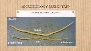 MICROBIOLOGY PRESENTAIO
ASCARIS INTESTINAL WORMS.
 