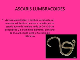 ASCARIS LUMBRACOIDES
 Ascaris lumbricoides o lombriz intestinal es el
nemátodo intestinal de mayor tamaño; en su
estado adulto la hembra mide de 20 a 30 cm
de longitud y 3 a 6 mm de diámetro, el macho
de 15 a 20 cm de largo y 2 a 4 mm de
diámetro
 