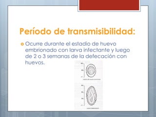 Período de transmisibilidad:
 Ocurre durante el estadio de huevo
 embrionado con larva infectante y luego
 de 2 o 3 semanas de la defecación con
 huevos.
 