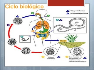 Ciclo biológico
 