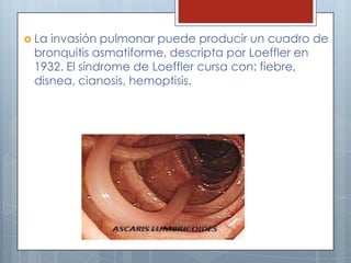  Lainvasión pulmonar puede producir un cuadro de
 bronquitis asmatiforme, descripta por Loeffler en
 1932. El síndrome de Loeffler cursa con: fiebre,
 disnea, cianosis, hemoptisis.
 