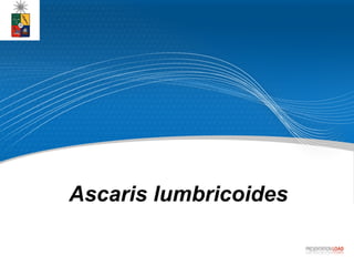Ascaris lumbricoides 