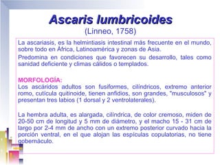 Ascaris lumbricoides
                        (Linneo, 1758)
La ascariasis, es la helmintiasis intestinal más frecuente en el mundo,
sobre todo en África, Latinoamérica y zonas de Asia.
Predomina en condiciones que favorecen su desarrollo, tales como
sanidad deficiente y climas cálidos o templados.

MORFOLOGÍA:
Los ascáridos adultos son fusiformes, cilíndricos, extremo anterior
romo, cutícula quitinoide, tienen anfidios, son grandes, "musculosos" y
presentan tres labios (1 dorsal y 2 ventrolaterales).

La hembra adulta, es alargada, cilíndrica, de color cremoso, miden de
20-50 cm de longitud y 5 mm de diámetro, y el macho 15 - 31 cm de
largo por 2-4 mm de ancho con un extremo posterior curvado hacia la
porción ventral, en el que alojan las espículas copulatorias, no tiene
gobernáculo.
 