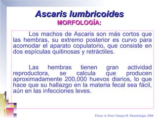 Ascaris lumbricoides
                MORFOLOGÍA:
      Los machos de Ascaris son más cortos que
las hembras, su extremo posterior es curvo para
acomodar el aparato copulatorio, que consiste en
dos espículas quitinosas y retráctiles.

     Las hembras tienen gran actividad
reproductora,    se     calcula que      producen
aproximadamente 200,000 huevos diarios, lo que
hace que su hallazgo en la materia fecal sea fácil,
aún en las infecciones leves.


                              Flisser A, Perez Tamayo R. Parasitología..2006
 