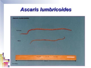Ascaris lumbricoides
 