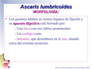 Ascaris lumbricoides
                  MORFOLOGÍA:
• Los gusanos adultos no tienen órganos de fijación y
  su aparato digestivo está formado por:
      - Una boca con tres labios prominentes
      - Un esófago corto
      - Intestino, que desemboca en el ano, situado
  cerca del extremo posterior.




                                  Flisser A, Perez Tamayo R. Parasitología..2006
 