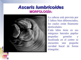 Ascaris lumbricoides
    MORFOLOGÍA:
             La cabeza está provista por
             3 labios bien diferenciados,
             los cuales están finamente
             denticulados.
             Cada labio tiene en sus
             márgenes laterales papilas
             pequeñas      gemelas     y
             localizada en el centro se
             encuentra una pequeña
             cavidad bucal de forma
             triangular.
 