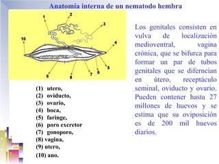 Anatomía interna de un nematodo hembra

                            Los genitales consisten en
                            vulva     de    localización
                            medioventral,         vagina
                            crónica, que se bifurca para
                            formar un par de tubos
                            genitales que se diferncian
                            en     útero,    receptáculo
(1) utero,                  seminal, oviducto y ovario.
(2) oviducto,               Pueden contener hasta 27
(3) ovario,
                            millones de huevos y se
(4) boca,
(5) faringe,                estima que su oviposición
(6) poro excretor           es de 200 mil huevos
(7) gonoporo,               diarios.
(8) vagina,
(9) utero,
(10) ano.
 
