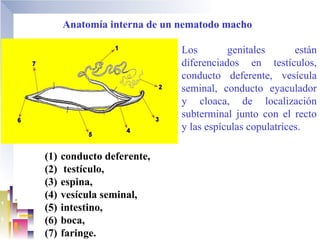 Anatomía interna de un nematodo macho

                             Los        genitales       están
                             diferenciados en testículos,
                             conducto deferente, vesícula
                             seminal, conducto eyaculador
                             y cloaca, de localización
                             subterminal junto con el recto
                             y las espículas copulatrices.

(1)   conducto deferente,
(2)    testículo,
(3)   espina,
(4)   vesícula seminal,
(5)   intestino,
(6)   boca,
(7)   faringe.
 