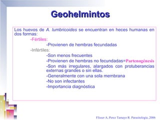 Geohelmintos
Los huevos de A. lumbricoides se encuentran en heces humanas en
dos formas:
        -Fértiles:
                  -Provienen de hembras fecundadas
        -Infértiles:
                  -Son menos frecuentes
                  -Provienen de hembras no fecundadas=Partenogénesis
                  -Son más irregulares, alargados con protuberancias
                  externas grandes o sin ellas.
                  -Generalmente con una sola membrana
                  -No son infectantes
                  -Importancia diagnóstica




                                       Flisser A, Perez Tamayo R. Parasitología..2006
 