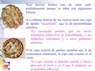 •Los huevos fértiles son de color café,
probablemente porque se tiñen con pigmentos
biliares.

•La cubierta interior de los huevos tiene una capa
de lípidos “ascarósido”, que le dá permiabilidad
selectiva.
    •El ascarósido permite que las larvas
    infectantes sobrevivan al formaldehido, a los
    deshechos infectantes y a otros productos
    químicos.

•Una capa externa de quitina, proteína que le da
consistencia estructural; la capa más externa es el
vitelo.
    •La capa externa se deposita cuando el huevo
    pasa por el útero y es el que le propicia sus
    propiedades adhesivas.
 