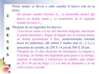 •Estas mudas se llevan a cabo cuando el huevo está en la
    tierra:
2       •El primer estadio larvario L1, se desarrolla dentro del
        huevo en donde muda y se transforma en el segundo
        estadio larvario L2.
    •Después de ser ingeridos los huevos:
M
        • Las larvas salen a la luz del intestino delgado, atraviesan
E       la pared intestinal y llegan al hígado por el sistema porta,
        en donde permanecen 4 días, posteriormente circulan
S       hacia los pulmones, allí sufren 2 mudas mas (L3 y L4) y
E       aumentan de tamaño, de 250 X 14 μm da 560 X 28 μm.
        •Después de 14 días alcanzan los bronquios, la tráquea y
S       la laringe, en donde son deglutidas para pasar a la faringe,
        regresar al intestino y convertirse en adultos, que miden
        de 20 a 30 cm de largo y 3 a 6 mm de diámetro y so de
        color crema o rosado.
 