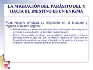 LA MIGRACIÓN DEL PARÁSITO DEL Y
  HACIA EL INESTINO ES UN ENIGMA

Pues Ascaris empieza su migración en el intestino y
regresa al mismo órgano.
  – Probablemente la selección natural hubiera eliminado la fase migratoria
    a menos que ésta tuviera un beneficio compensatorio.
  – Como hemos visto en clase, los nematodos que migran crecen a
    tamaños mayores que los que no migran, además se sabe que su
    fecundidad está relacionada con el tamaño de la lombriz, por lo que, la
    migración tisular es benéfica para los sobrevivientes.
 