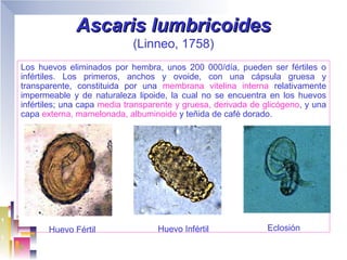 Ascaris lumbricoides
                            (Linneo, 1758)
Los huevos eliminados por hembra, unos 200 000/día, pueden ser fértiles o
infértiles. Los primeros, anchos y ovoide, con una cápsula gruesa y
transparente, constituida por una membrana vitelina interna relativamente
impermeable y de naturaleza lipoide, la cual no se encuentra en los huevos
infértiles; una capa media transparente y gruesa, derivada de glicógeno, y una
capa externa, mamelonada, albuminoide y teñida de café dorado.




       Huevo Fértil                Huevo Infértil             Eclosión
 