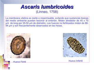 Ascaris lumbricoides
                            (Linneo, 1758)
La membrana vitelina es inerte e impermeable, evitando que sustancias toxicas
del medio ambiente puedan lesionar al embrión. Miden alrededor de 45 x 75
µm de long por 35-50 µm de diámetro. Los huevos no fertilizados miden de 88-
94 µm y son frecuentemente observados en las heces.




       Huevo Fértil                                       Huevo Infértil
 