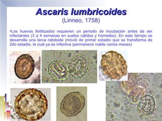 Ascaris lumbricoides
                           (Linneo, 1758)
•Los huevos fertilizados requieren un período de incubación antes de ser
infectantes (3 a 4 semanas en suelos cálidos y húmedos). En este tiempo se
desarrolla una larva rabdoide (móvil) de primer estadio que se transforma de
2do estadio, la cual ya es infectiva (permanece viable varios meses)
 