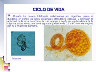 CICLO DE VIDA
     Cuando los huevos totalmente embrionados son ingeridos, pasan al
duodeno, en donde los jugos intestinales ablandan la capsula y estimulan la
actividad de la larva encerrada, la cual emerge a través de una hendidura de la
cápsula, ahora como una larva vigorosa que mide de 0.2 a 0.3 mm de longitud
por 13 a 15 µm de diámetro.




    Eclosión
 