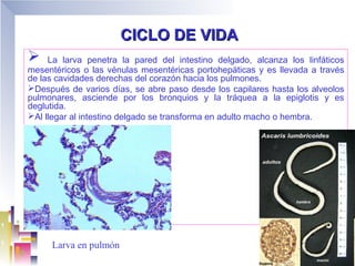 CICLO DE VIDA
    La larva penetra la pared del intestino delgado, alcanza los linfáticos
mesentéricos o las vénulas mesentéricas portohepáticas y es llevada a través
de las cavidades derechas del corazón hacia los pulmones.
Después de varios días, se abre paso desde los capilares hasta los alveolos
pulmonares, asciende por los bronquios y la tráquea a la epiglotis y es
deglutida.
Al llegar al intestino delgado se transforma en adulto macho o hembra.




     Larva en pulmón
 