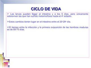 CICLO DE VIDA
 Las larvas pueden llegar al intestino y a los 5 días, pero únicamente
sobreviven las que han sufrido metamorfosis hasta el 4to estadio.

Estos cambios tienen lugar en el intestino entre el 25to-29no día.

El tiempo entre la infección y la primera oviposición de las hembras maduras
es de 60-75 días.
 