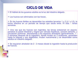 CICLO DE VIDA
 El hábitat de los gusanos adultos es la luz del intestino delgado.

 Los huevos son eliminados con las heces .

 En los huevos fértiles se desarrollan los estadios larvarios 1 y 2 (L1 y L2), la
forma infectiva en un período de tiempo que oscila entre 14 días - varias
semanas.

 Una vez que los huevos son ingeridos, las larvas eclosionan en yeyuno;
penetran la pared intestinal y migran por vénulas hepáticas, corazón derecho, y
circulación pulmonar, atravesando a los espacios alveolares (generalmente, 1 -
2 semanas después de la ingestión), donde mudan en 2 ocasiones, ascienden
hasta la tráquea y son deglutidos, mudan nuevamente y se desarrollan como
adultos en intestino delgado.

 Se requieren alrededor de 2 - 3 meses desde la ingestión hasta la producción
de huevos.
 