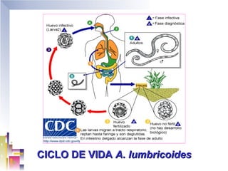 CICLO DE VIDA A. lumbricoides
 