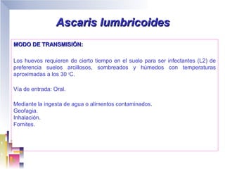 Ascaris lumbricoides
MODO DE TRANSMISIÓN:

Los huevos requieren de cierto tiempo en el suelo para ser infectantes (L2) de
preferencia suelos arcillosos, sombreados y húmedos con temperaturas
aproximadas a los 30 oC.

Vía de entrada: Oral.

Mediante la ingesta de agua o alimentos contaminados.
Geofagia.
Inhalación.
Fomites.
 