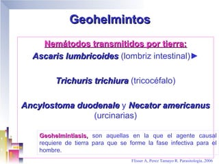 Geohelmintos
    Nemátodos transmitidos por tierra:
  Ascaris lumbricoides (lombriz intestinal)►

         Trichuris trichiura (tricocéfalo)

Ancylostoma duodenale y Necator americanus
               (urcinarias)

    Geohelmintiasis, son aquellas en la que el agente causal
    requiere de tierra para que se forme la fase infectiva para el
    hombre.
                                    Flisser A, Perez Tamayo R. Parasitología..2006
 