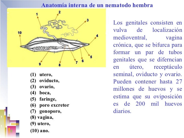 Ascaris lumbricoides