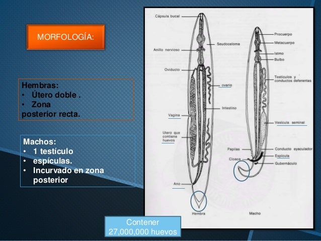 Ascaris lumbricoides