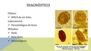 DIAGNÓSTICO
Clínico:
 Difícil de ser feito.
Laboratorial:
 Parasitológico de fezes
Métodos:
 Stoll;
 Kato-Katz;
 Imunológicos.
 