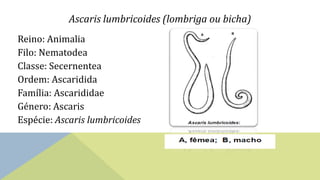 Ascaris lumbricoides (lombriga ou bicha)
Reino: Animalia
Filo: Nematodea
Classe: Secernentea
Ordem: Ascaridida
Família: Ascarididae
Género: Ascaris
Espécie: Ascaris lumbricoides
 