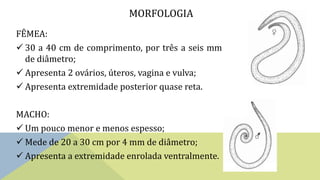 FÊMEA:
 30 a 40 cm de comprimento, por três a seis mm
de diâmetro;
 Apresenta 2 ovários, úteros, vagina e vulva;
 Apresenta extremidade posterior quase reta.
MACHO:
 Um pouco menor e menos espesso;
 Mede de 20 a 30 cm por 4 mm de diâmetro;
 Apresenta a extremidade enrolada ventralmente.
MORFOLOGIA
 