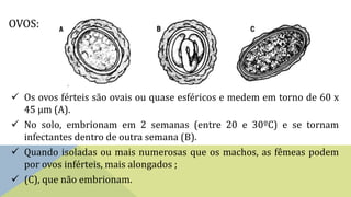 OVOS:
 Os ovos férteis são ovais ou quase esféricos e medem em torno de 60 x
45 μm (A).
 No solo, embrionam em 2 semanas (entre 20 e 30ºC) e se tornam
infectantes dentro de outra semana (B).
 Quando isoladas ou mais numerosas que os machos, as fêmeas podem
por ovos inférteis, mais alongados ;
 (C), que não embrionam.
 
