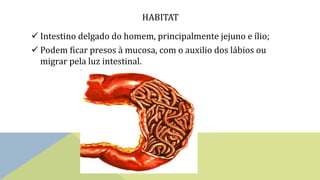 HABITAT
 Intestino delgado do homem, principalmente jejuno e ílio;
 Podem ficar presos à mucosa, com o auxilio dos lábios ou
migrar pela luz intestinal.
 