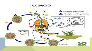 CICLO BIOLÓGICO
 