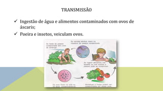TRANSMISSÃO
 Ingestão de água e alimentos contaminados com ovos de
áscaris;
 Poeira e insetos, veiculam ovos.
 
